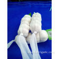 Pure White Garlic No Purple Stripes In Skin